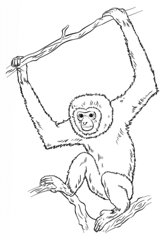 Lar Gibbon Coloring Page